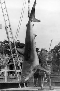 errol-bullen-atalanta-reel-shark-australia-reel-fishing
